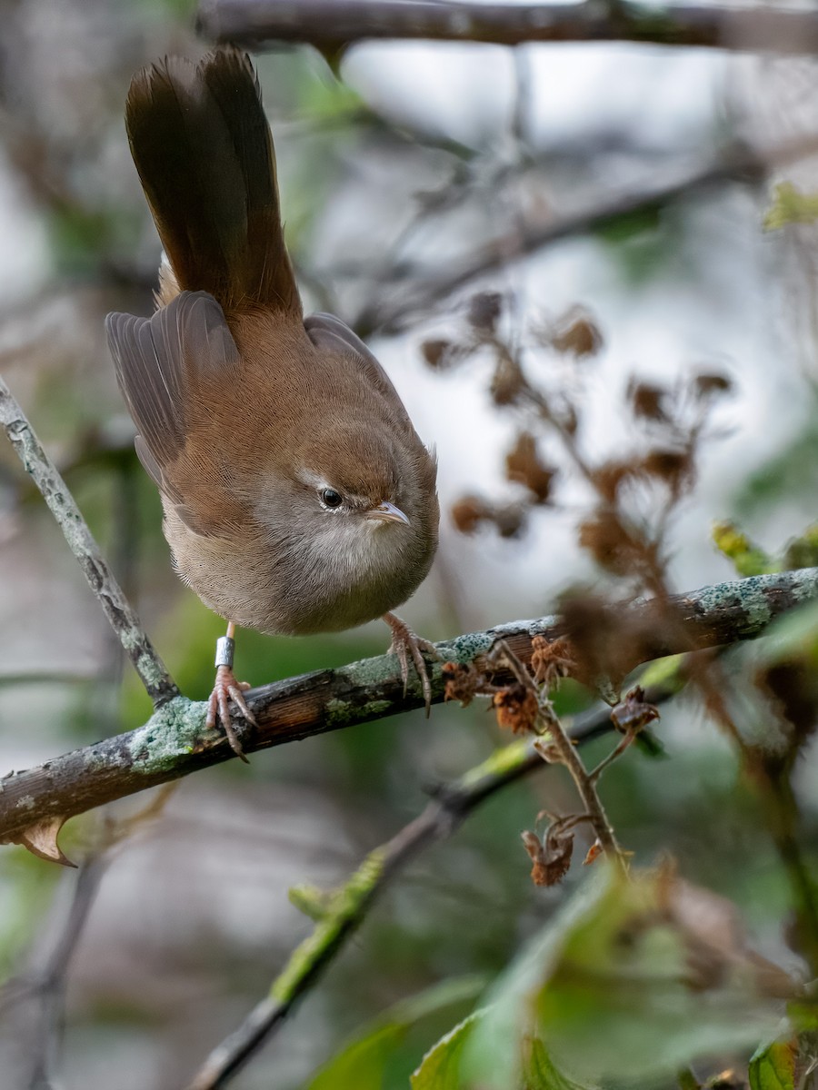 Seidensänger - ML647356065