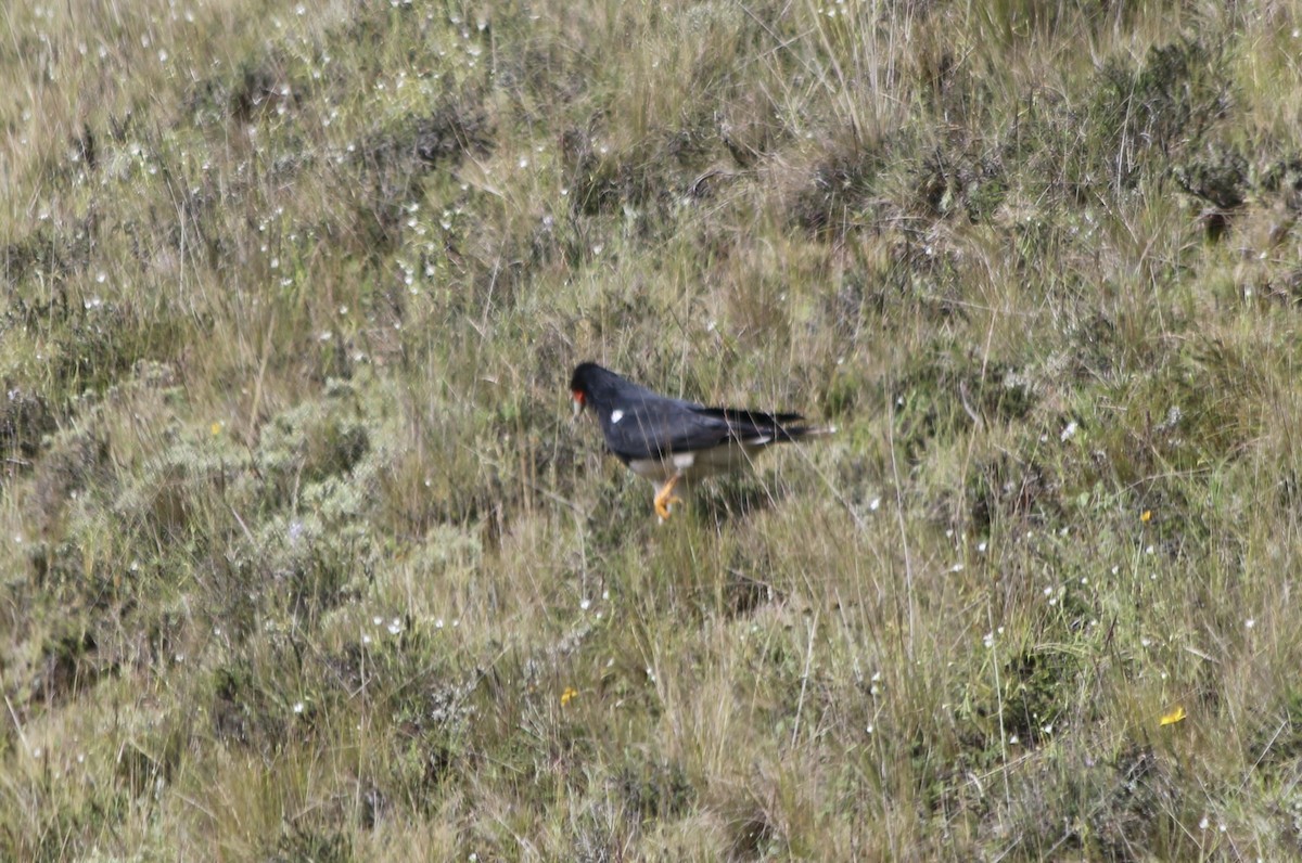 Mountain Caracara - ML647356076