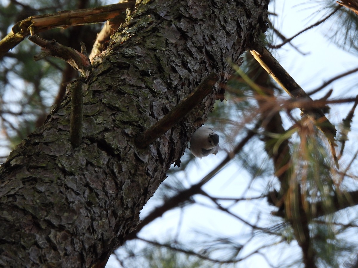 White-breasted Nuthatch - ML647356077