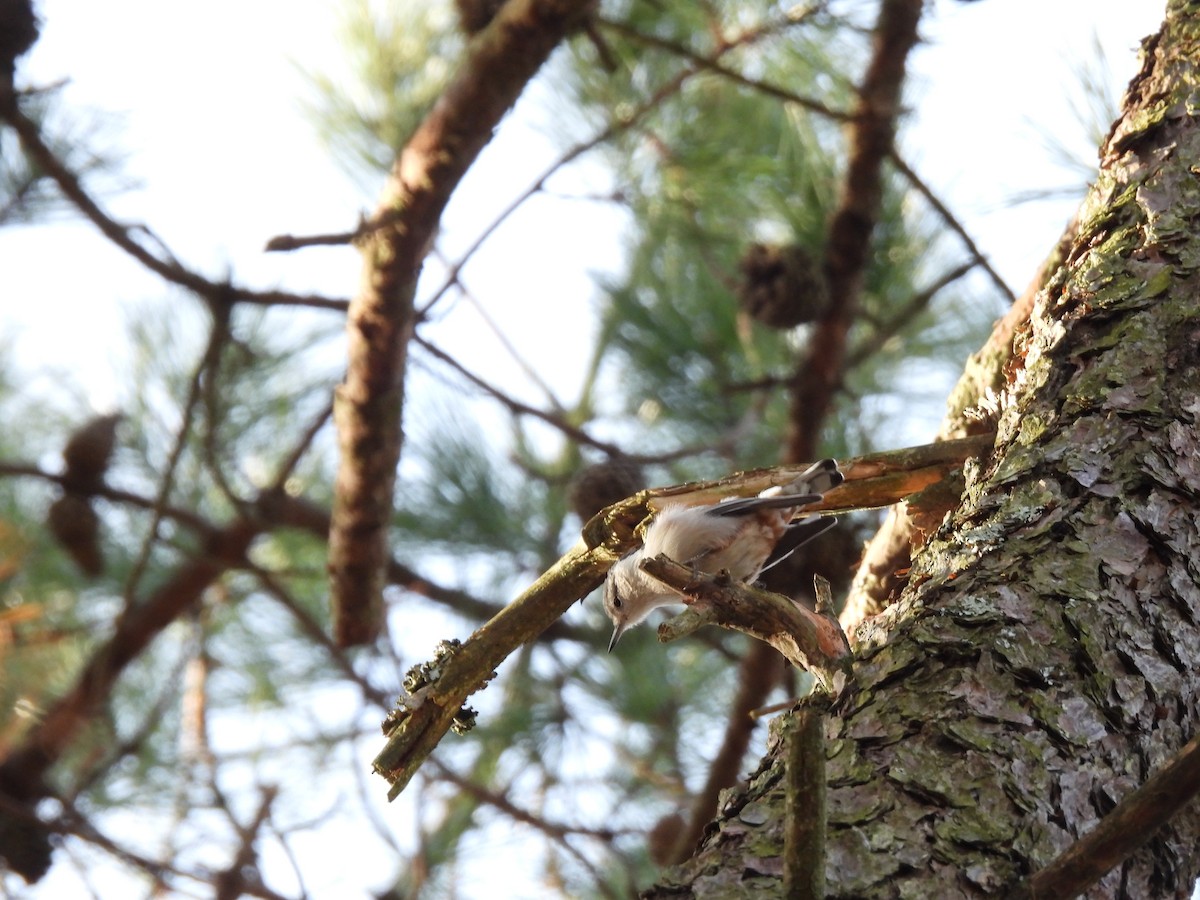 White-breasted Nuthatch - ML647356078