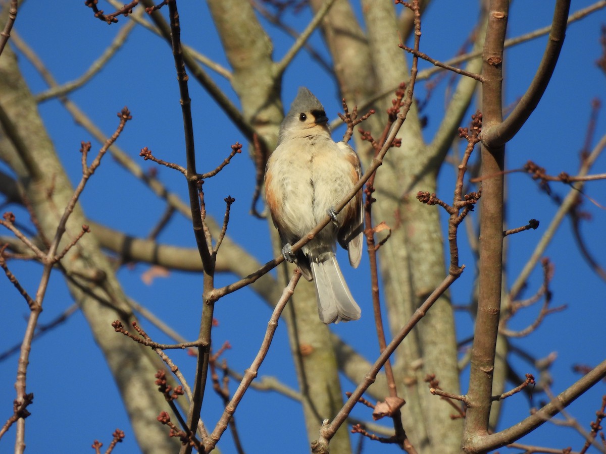 Tufted Titmouse - ML647356082