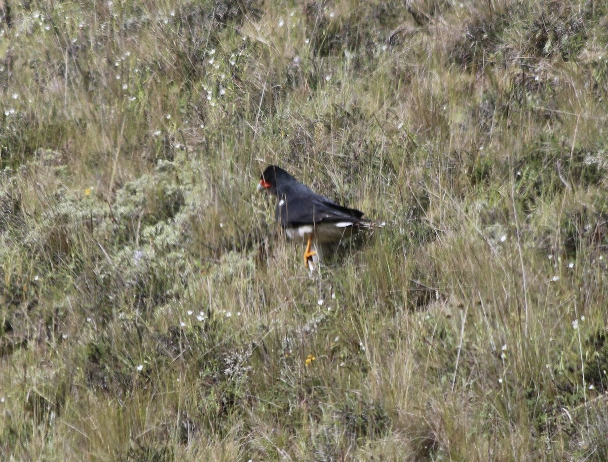 Mountain Caracara - ML647356084
