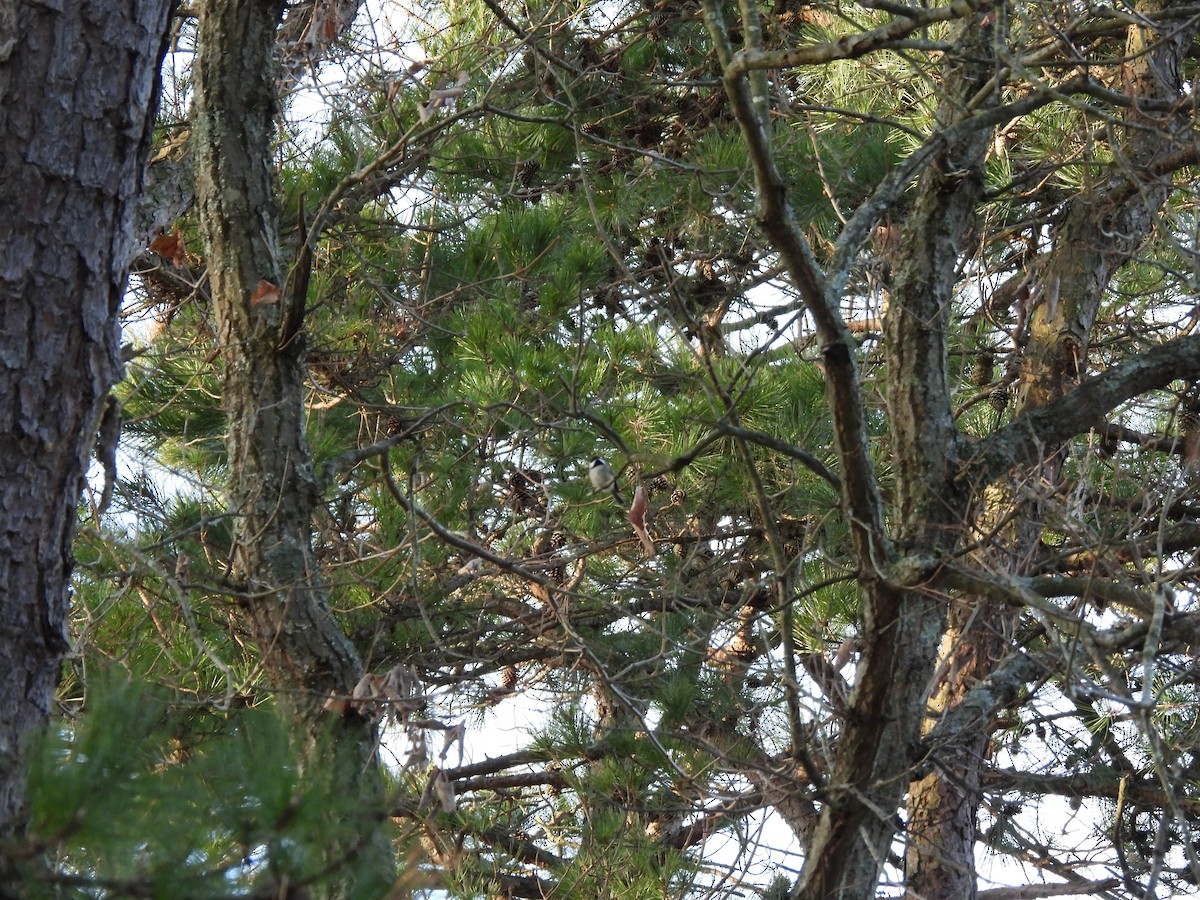 Carolina Chickadee - ML647356087