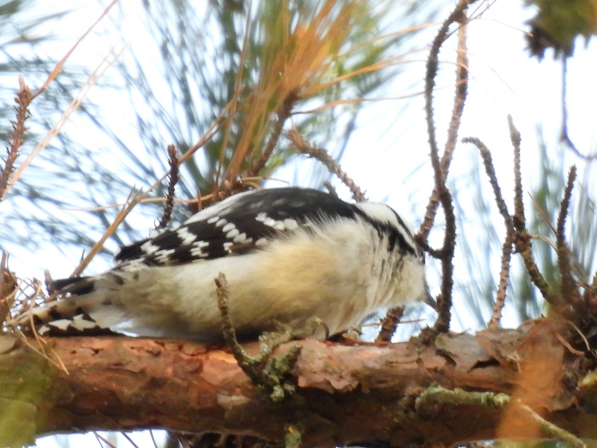 Downy Woodpecker - ML647356089