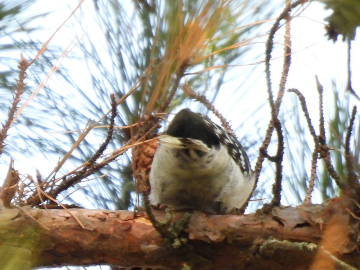 Downy Woodpecker - ML647356090