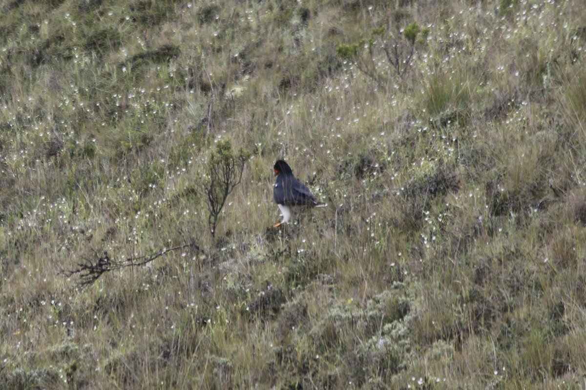 Mountain Caracara - ML647356093