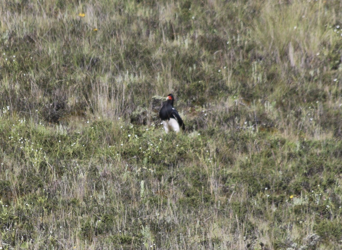 Mountain Caracara - ML647356095