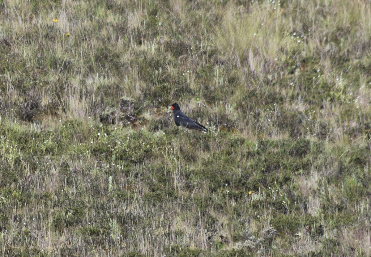 Mountain Caracara - ML647356096