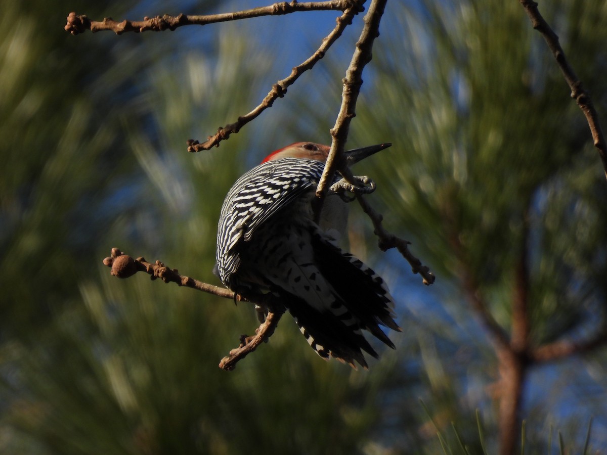 Red-bellied Woodpecker - ML647356097