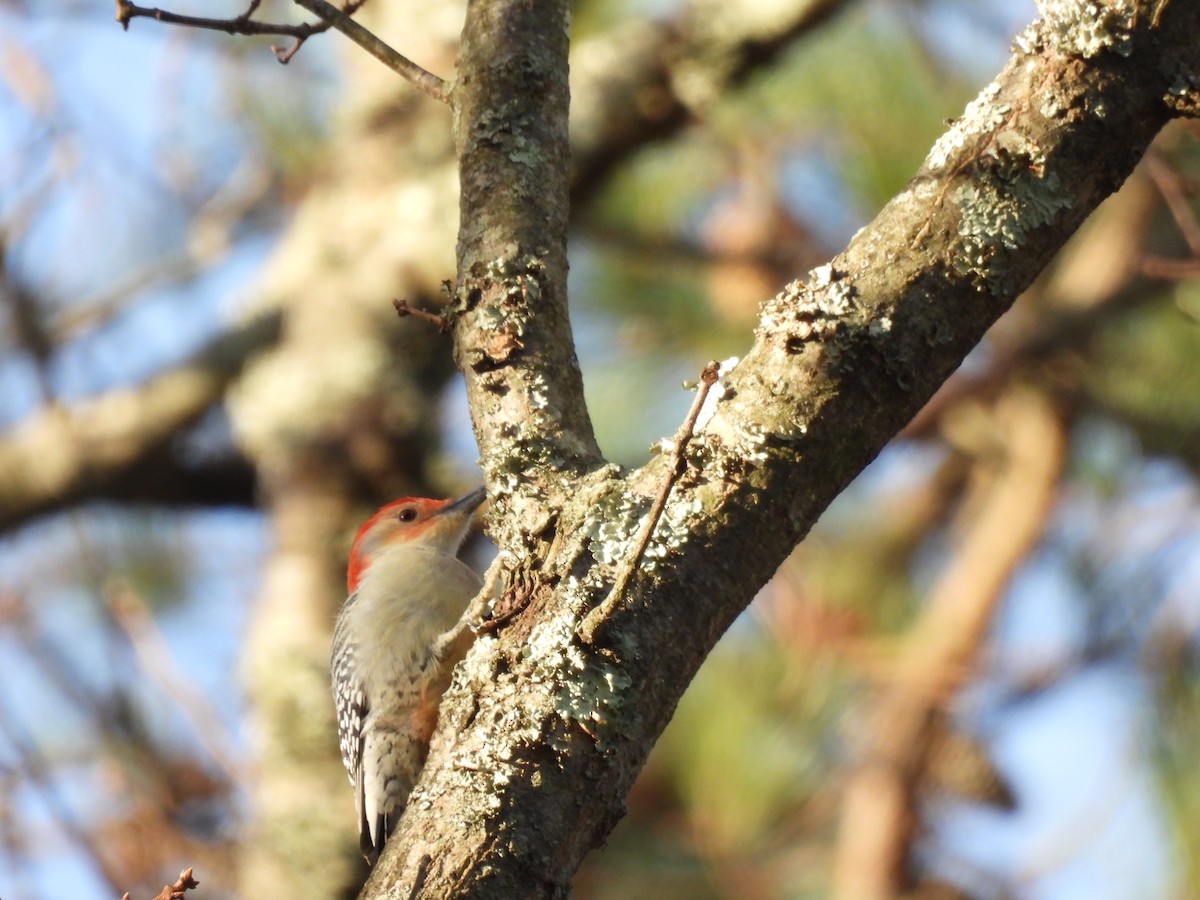 Red-bellied Woodpecker - ML647356099