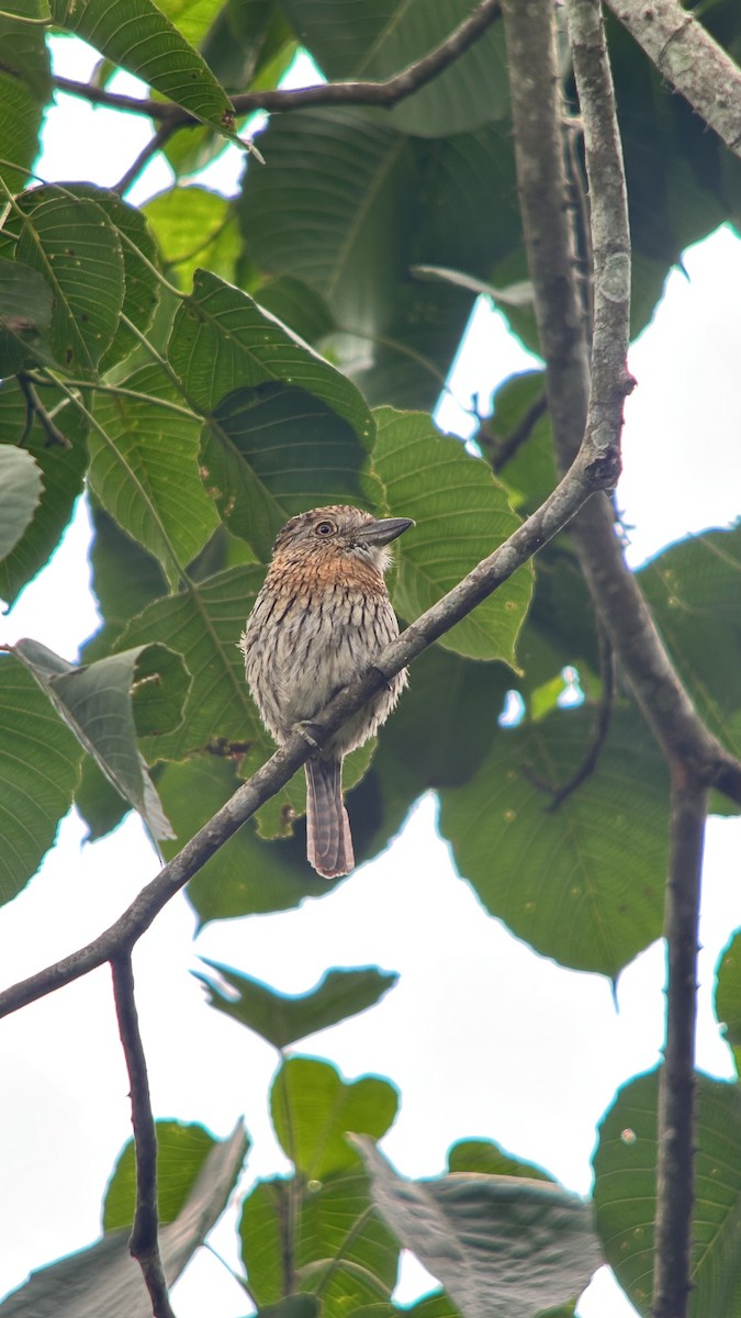 Western Striolated-Puffbird - ML647356101