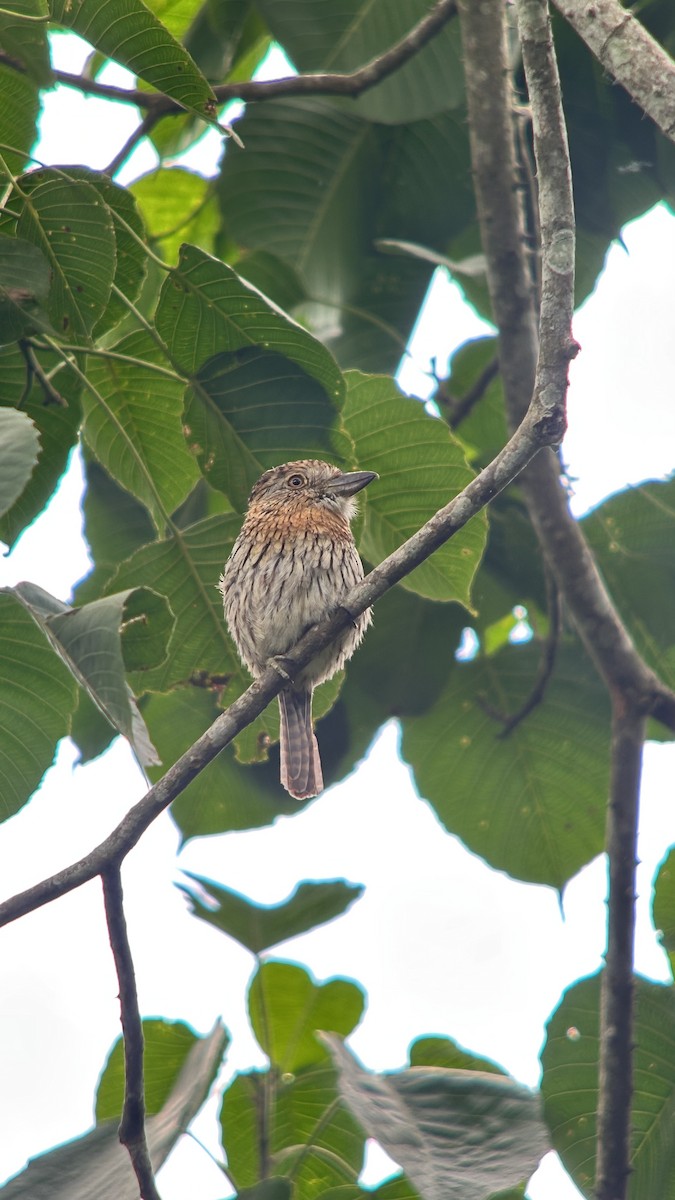 Western Striolated-Puffbird - ML647356102