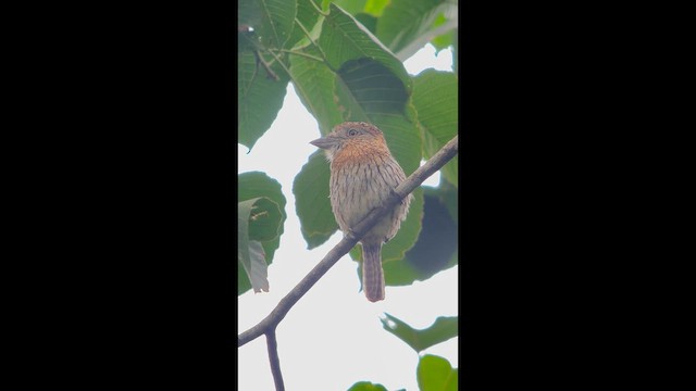 Western Striolated-Puffbird - ML647356116