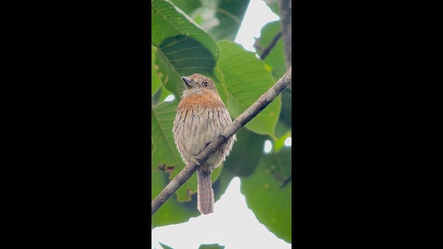 Western Striolated-Puffbird - ML647356117