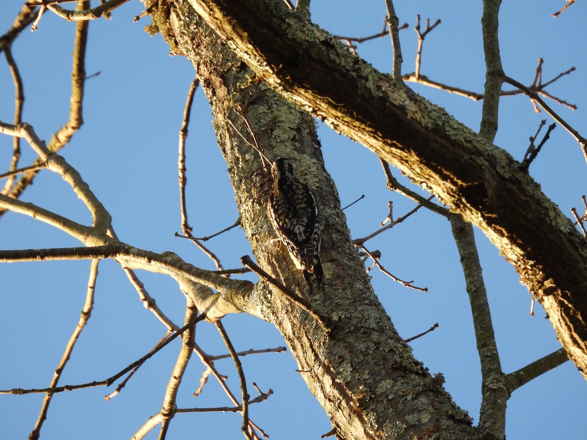 Yellow-bellied Sapsucker - ML647356123