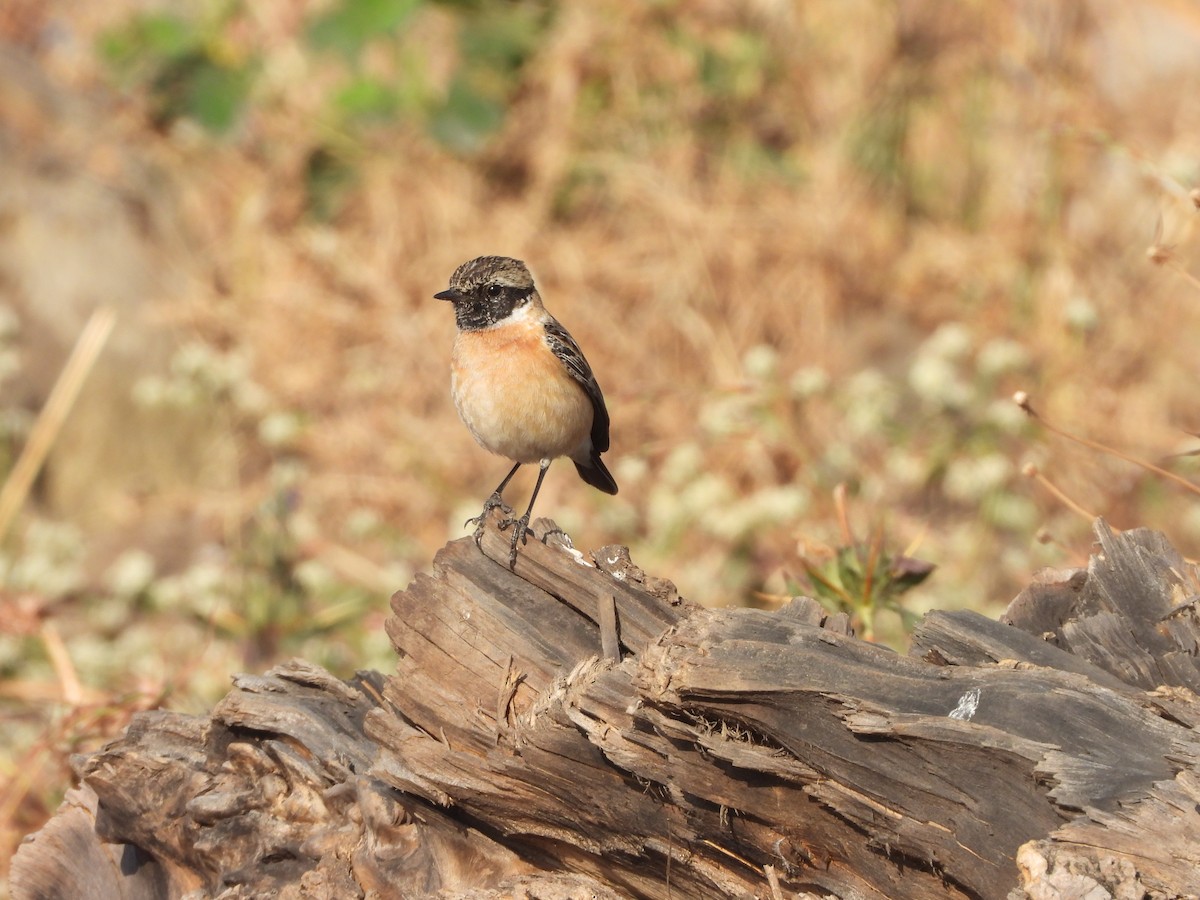 Pallasschwarzkehlchen - ML647356127