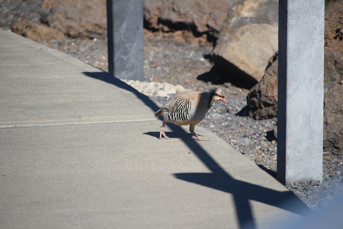 Chukar - ML647356130