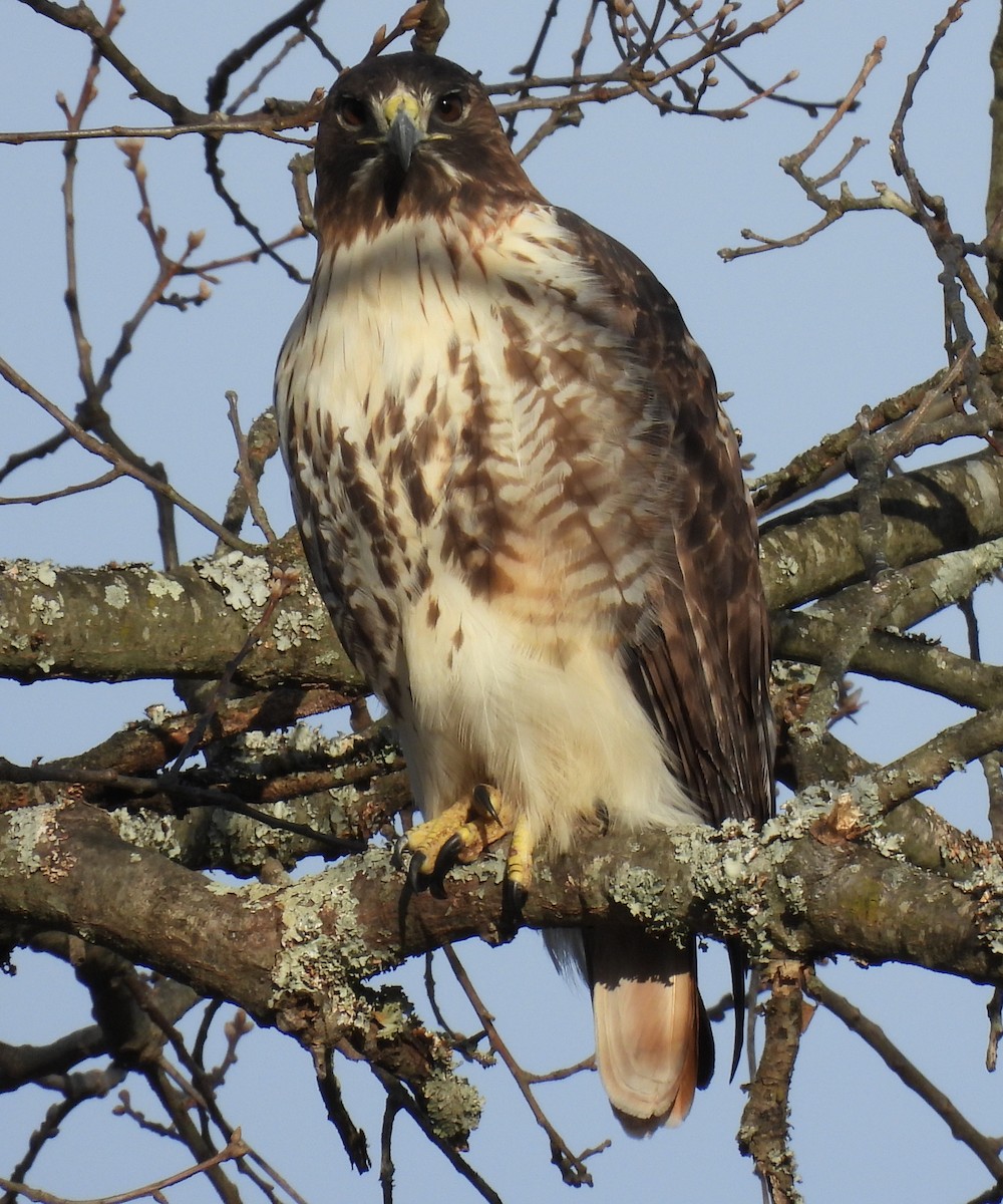 Red-tailed Hawk - ML647356132