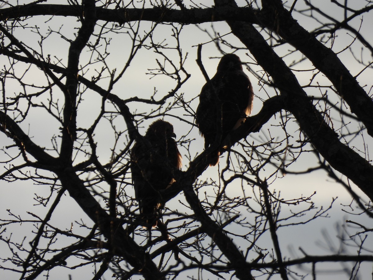 Red-tailed Hawk - ML647356133