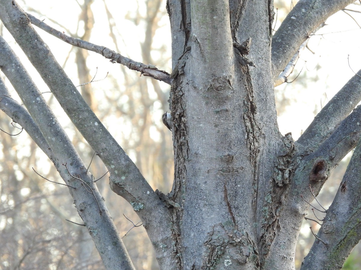 Brown Creeper - ML647356142