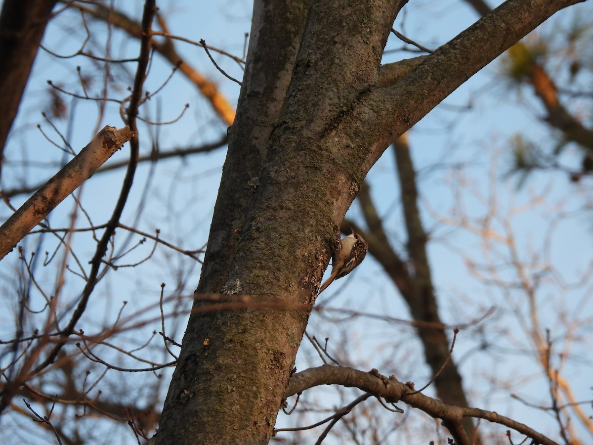 Brown Creeper - ML647356143