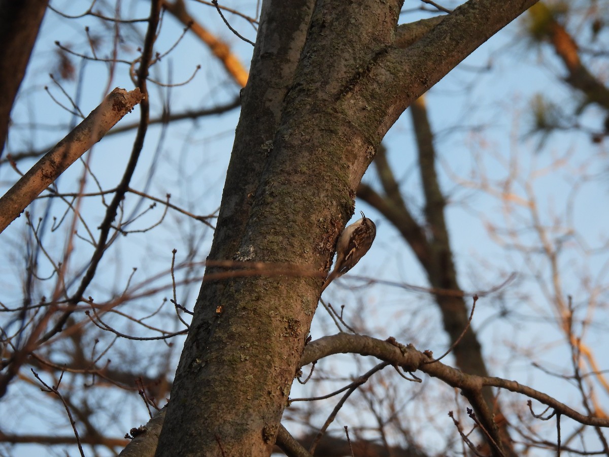Brown Creeper - ML647356144