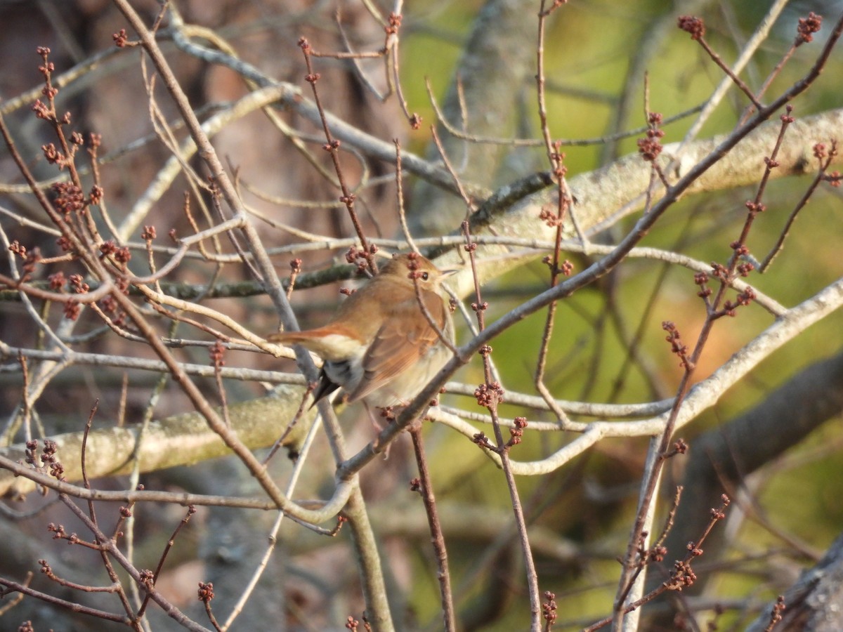 Einsiedler-Musendrossel - ML647356150