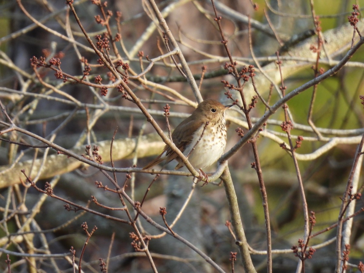 Einsiedler-Musendrossel - ML647356151