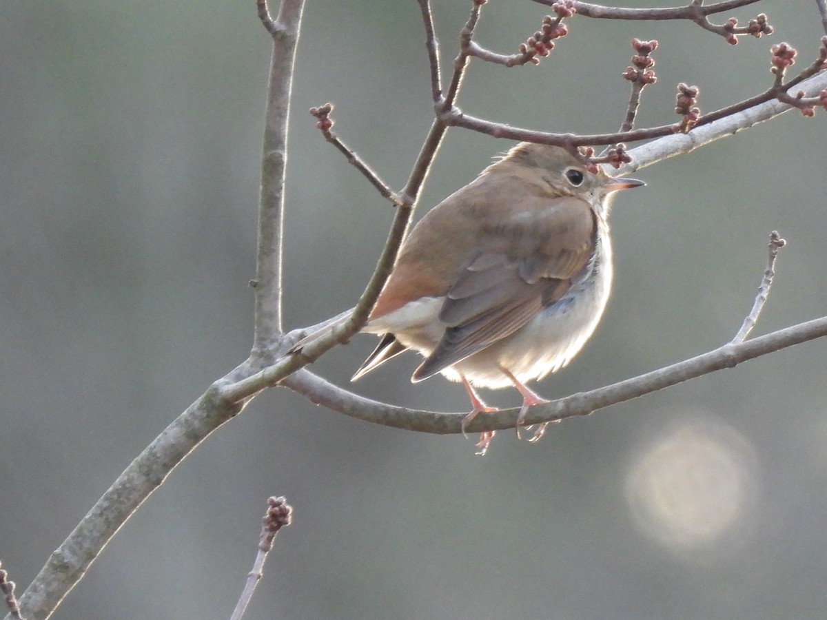 Einsiedler-Musendrossel - ML647356152