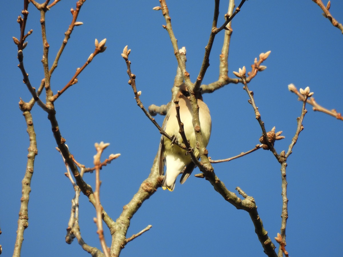 Cedar Waxwing - ML647356159