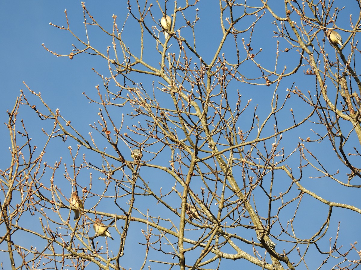 Cedar Waxwing - ML647356160