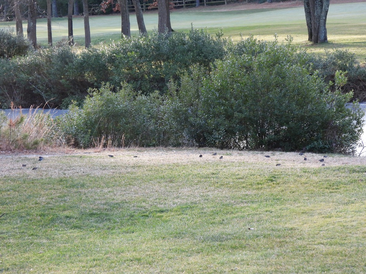 Dark-eyed Junco - ML647356173