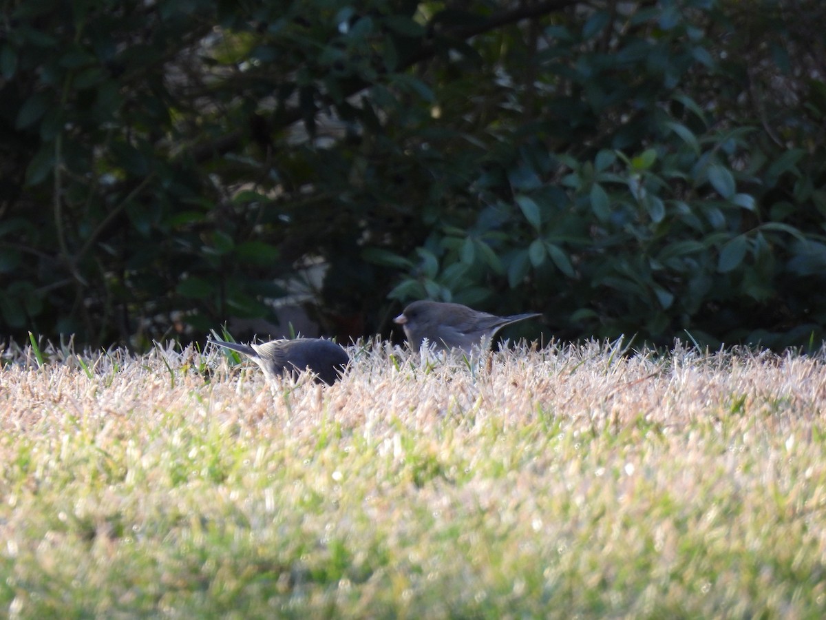 Dark-eyed Junco - ML647356174
