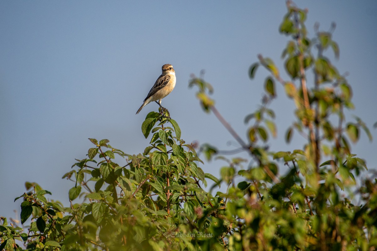 Pallasschwarzkehlchen - ML647356179