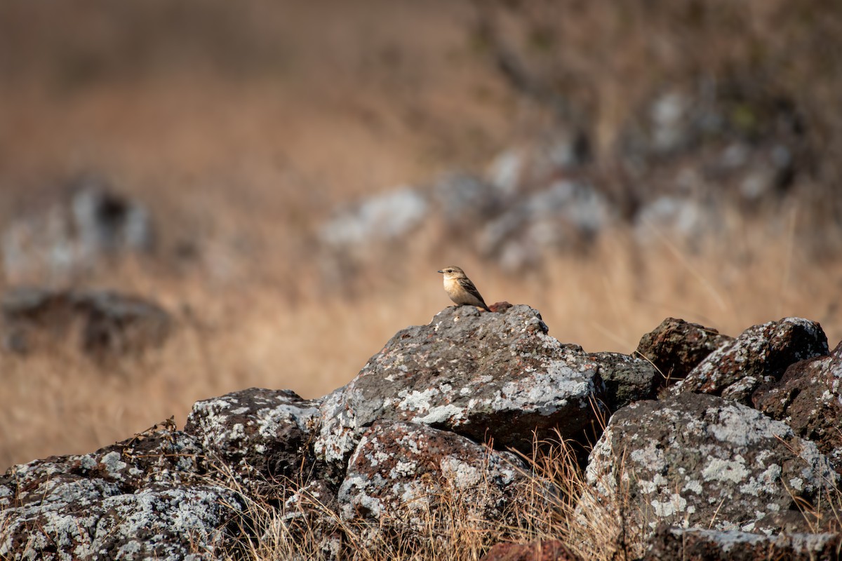Pallasschwarzkehlchen - ML647356181