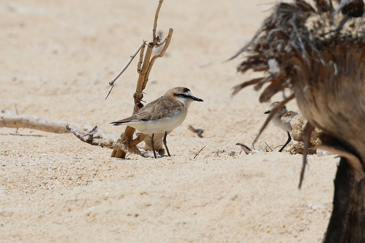 White-fronted Plover - ML647356207