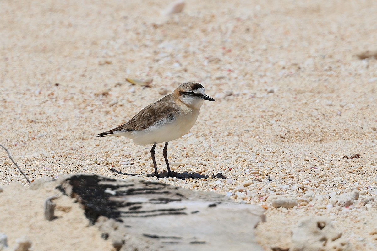 White-fronted Plover - ML647356208
