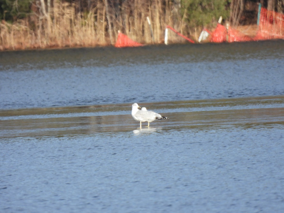Ring-billed Gull - ML647356213