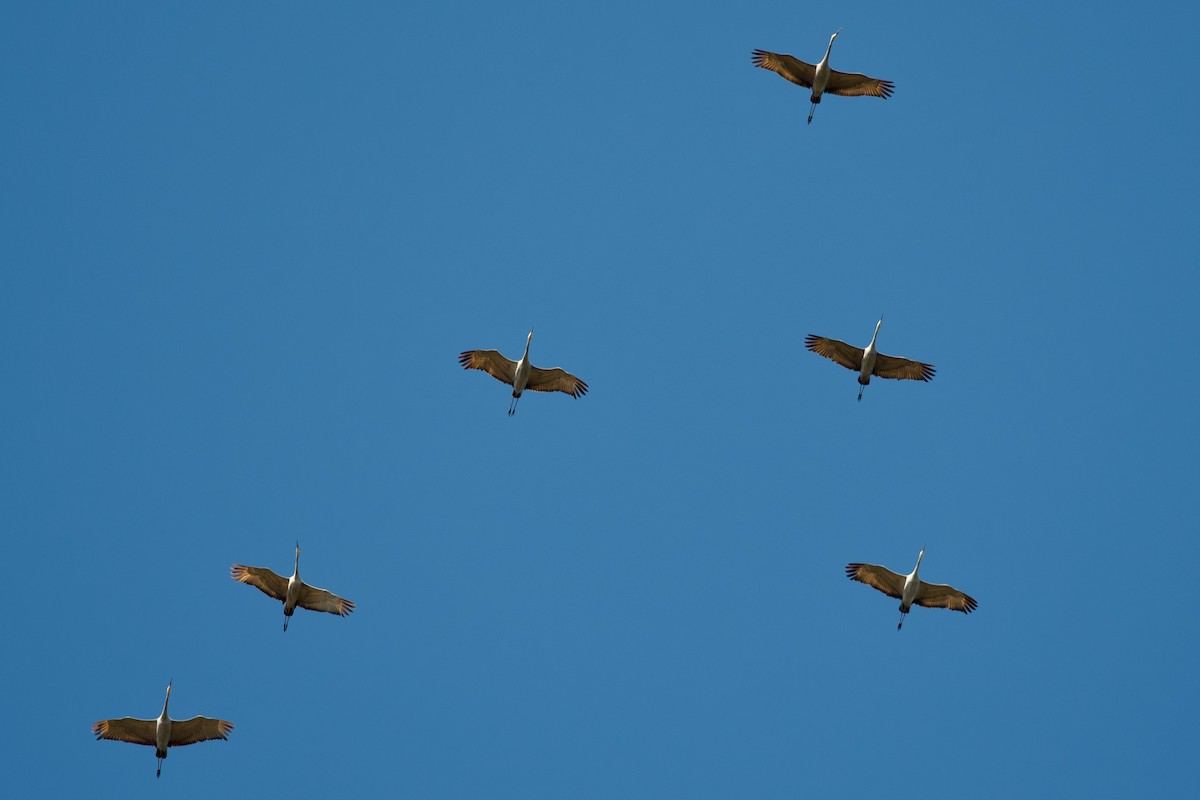 Sandhill Crane - ML647356215