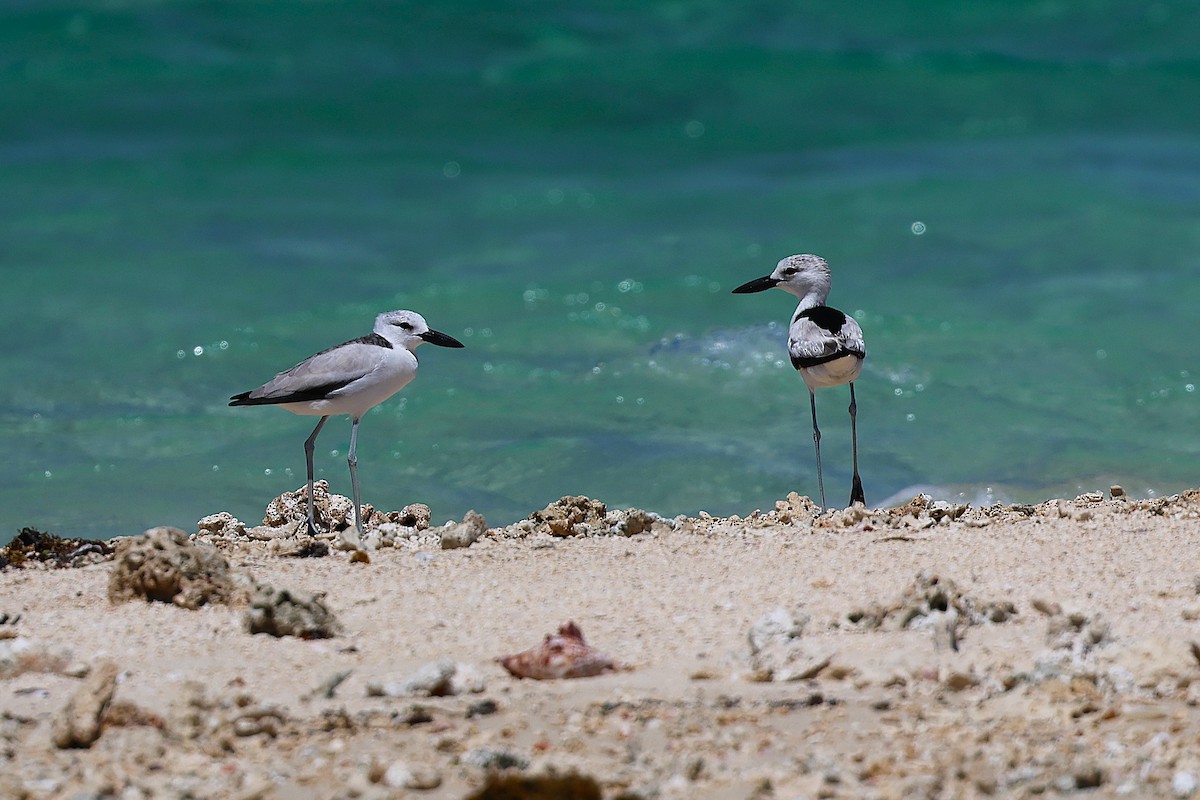 Crab-Plover - ML647356227
