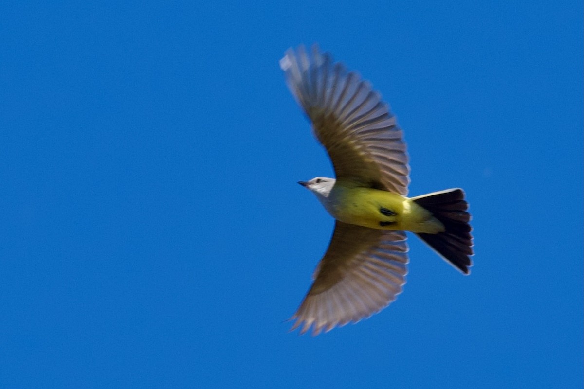 Western Kingbird - ML647356242