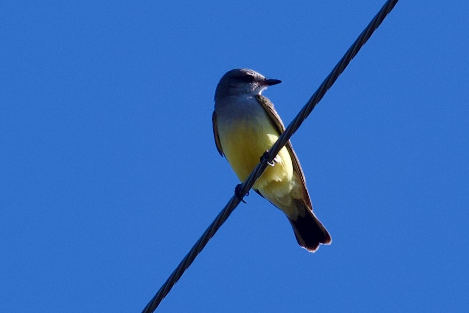 Western Kingbird - ML647356243