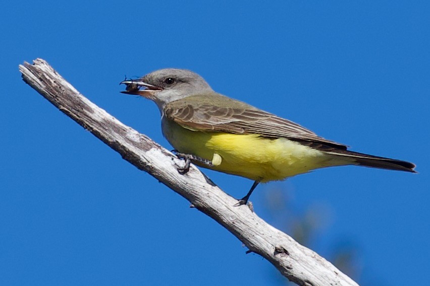 Western Kingbird - ML647356244