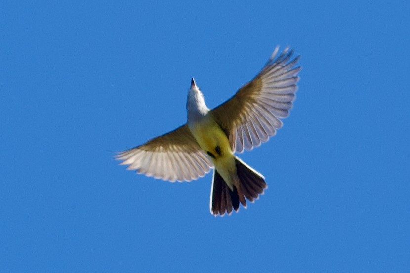 Western Kingbird - ML647356245