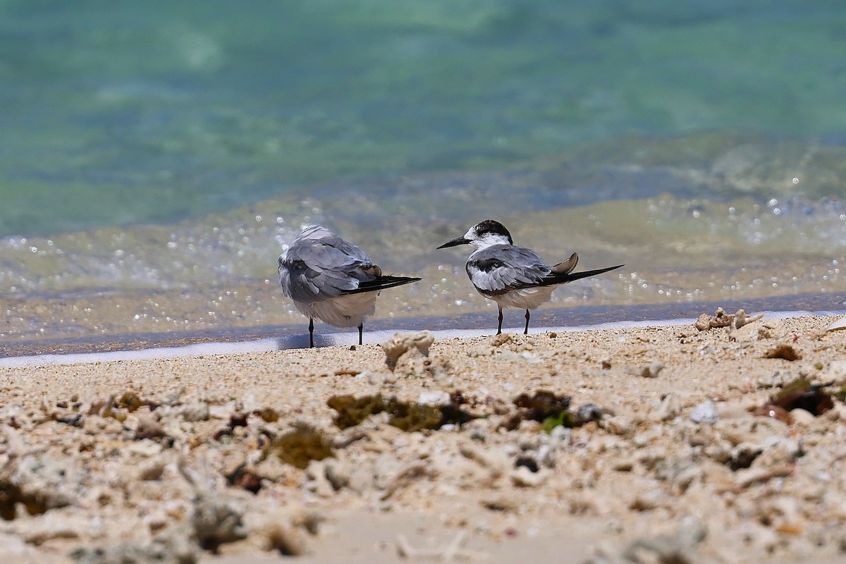 Common Tern - ML647356248