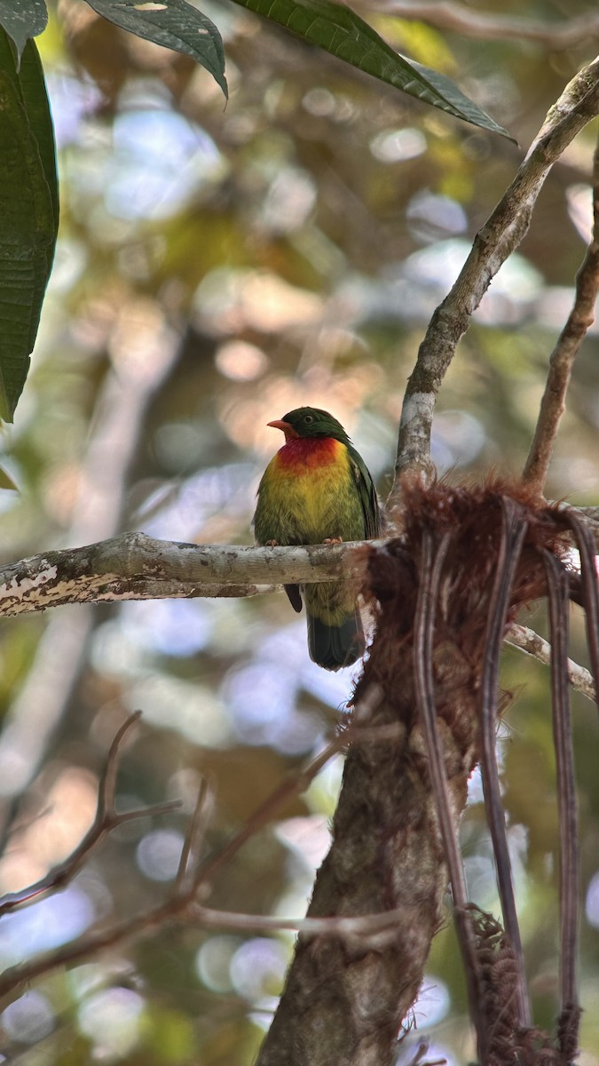 Scarlet-breasted Fruiteater - ML647356272