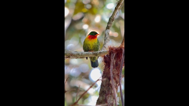 Scarlet-breasted Fruiteater - ML647356273