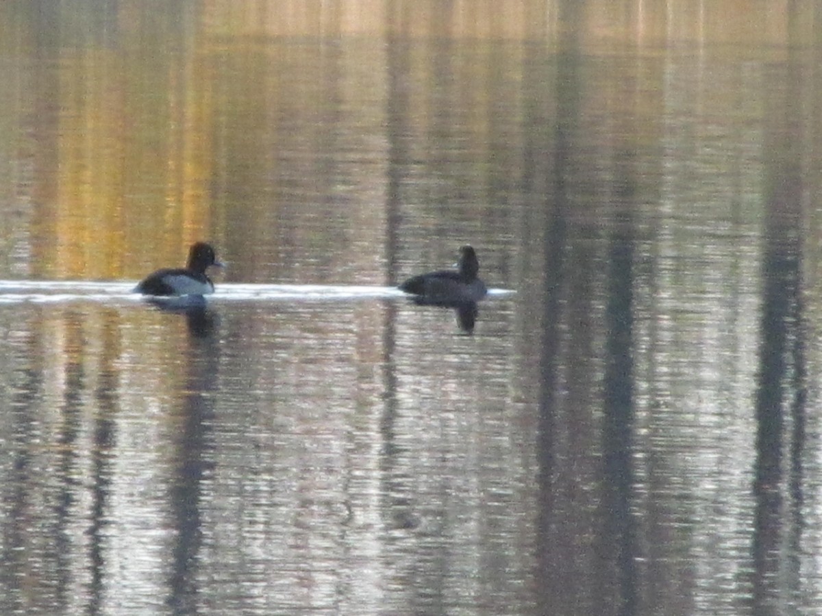 Ring-necked Duck - Colleen Beaty