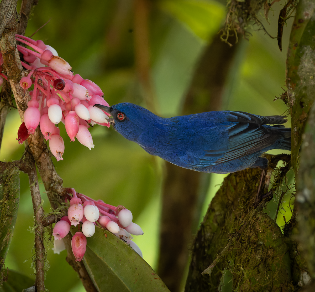 Indigo Flowerpiercer - ML647356310