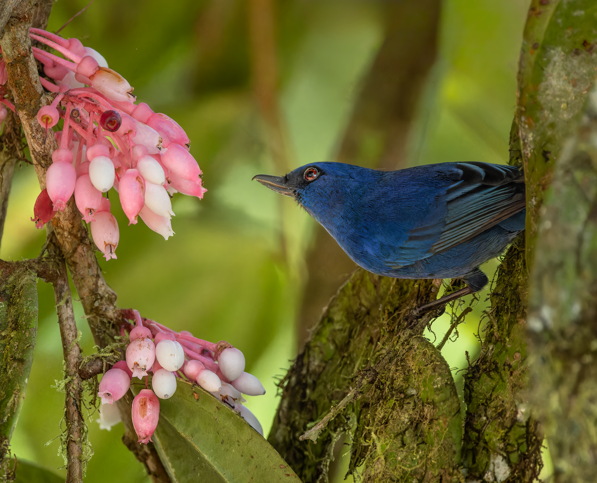 Indigo Flowerpiercer - ML647356311